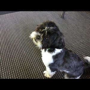 Meet your Posher, Wanda